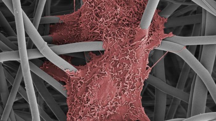 cell colour_SEM.jpg